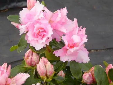 Azalea Rose Glitters - Ladybird Nursery
