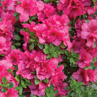 Azalea Mollis Teniers