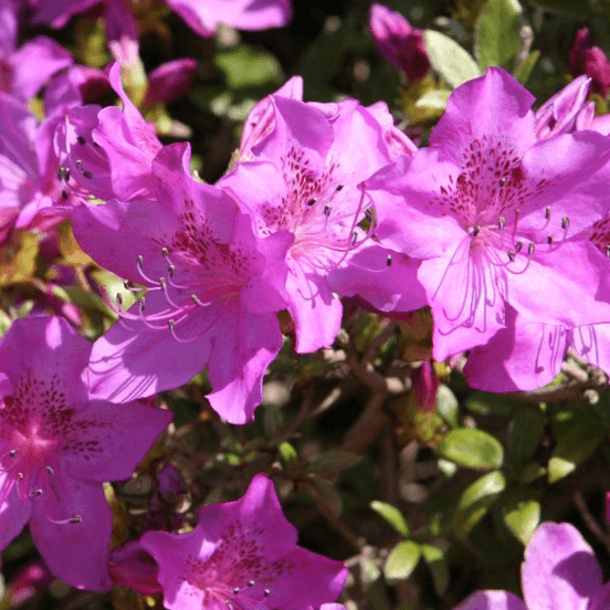 Azalea Violacea