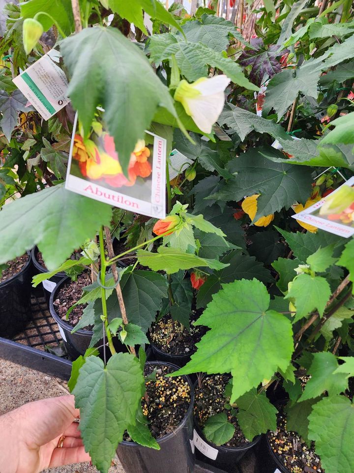 Abutilon (Chinese Lantern Flower) mixed - Ladybird Nursery