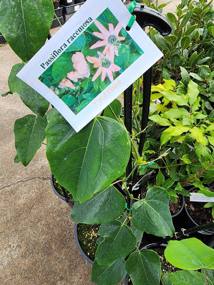 Coral Flame Passion Flower Vine - Ladybird Nursery