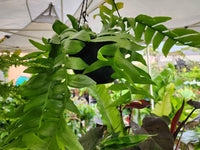 Giant Zig Zag Cactus