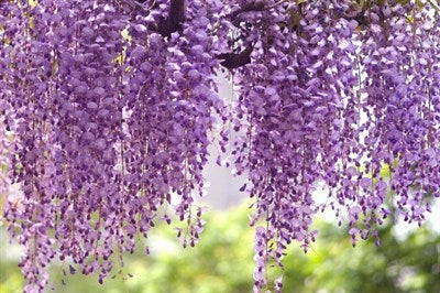 Wisteria assorted (Wisteria spp.)