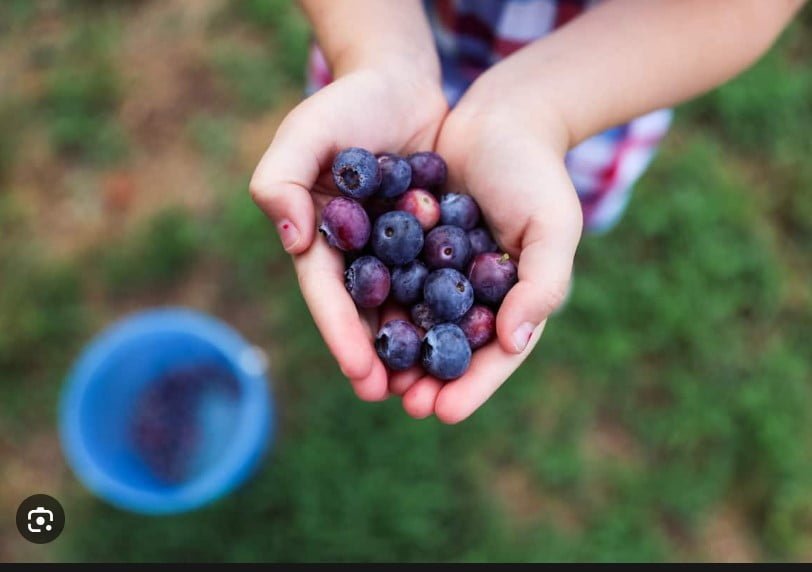 OB1 Blueberry fruit plant - Ladybird Nursery