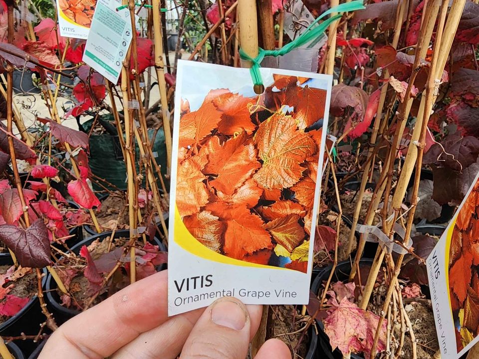 Ornamental Grape Vines