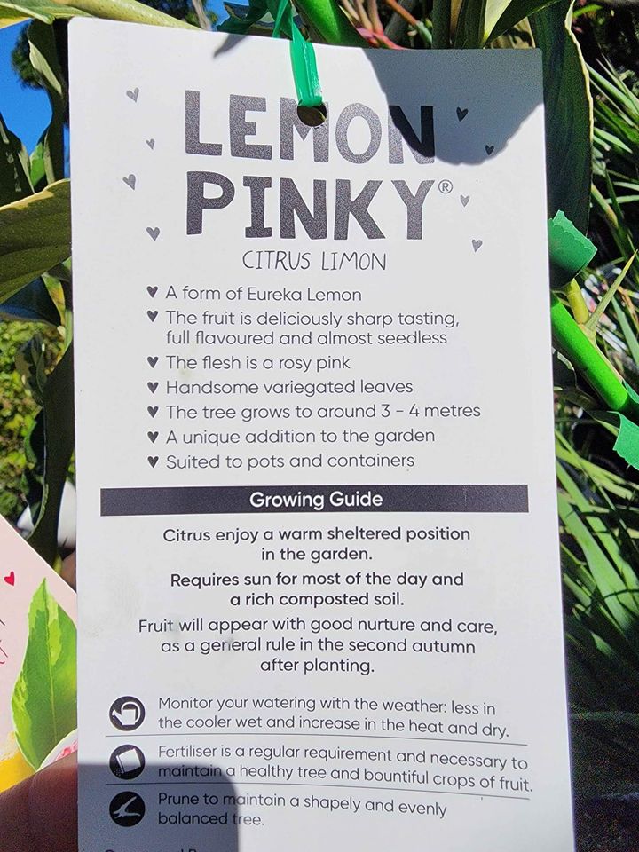 Pink Lemon Tree (QLD Only) - Ladybird Nursery