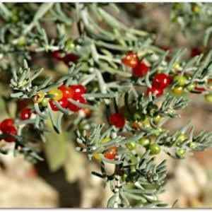 Ruby Saltbush bush tucker - Ladybird Nursery