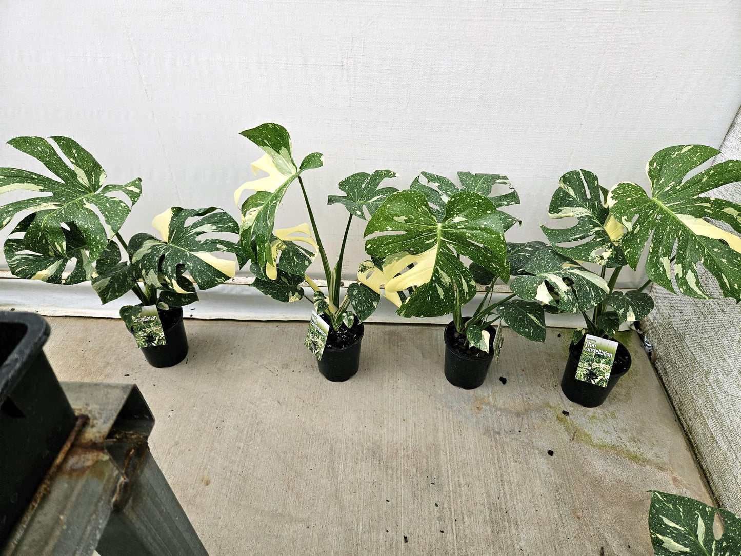 Monstera 'Thai Constellation'