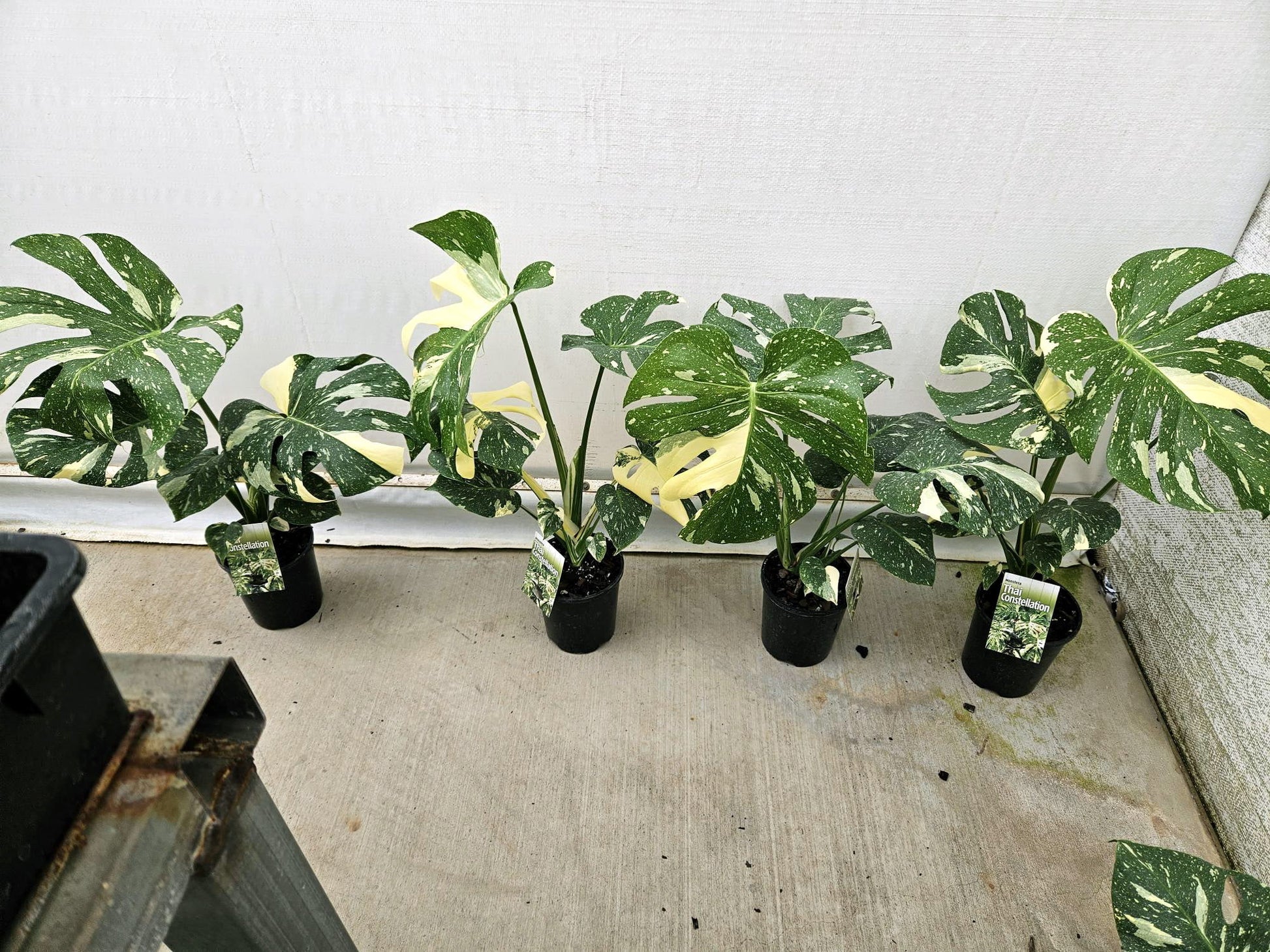 Monstera 'Thai Constellation'