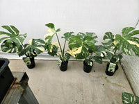 Monstera 'Thai Constellation'