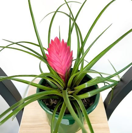 Tilandsia Pink Quill