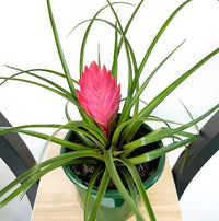 Tilandsia Pink Quill