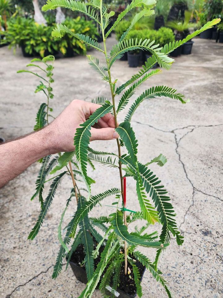 Amla (Indian Gooseberry) - Ladybird Nursery