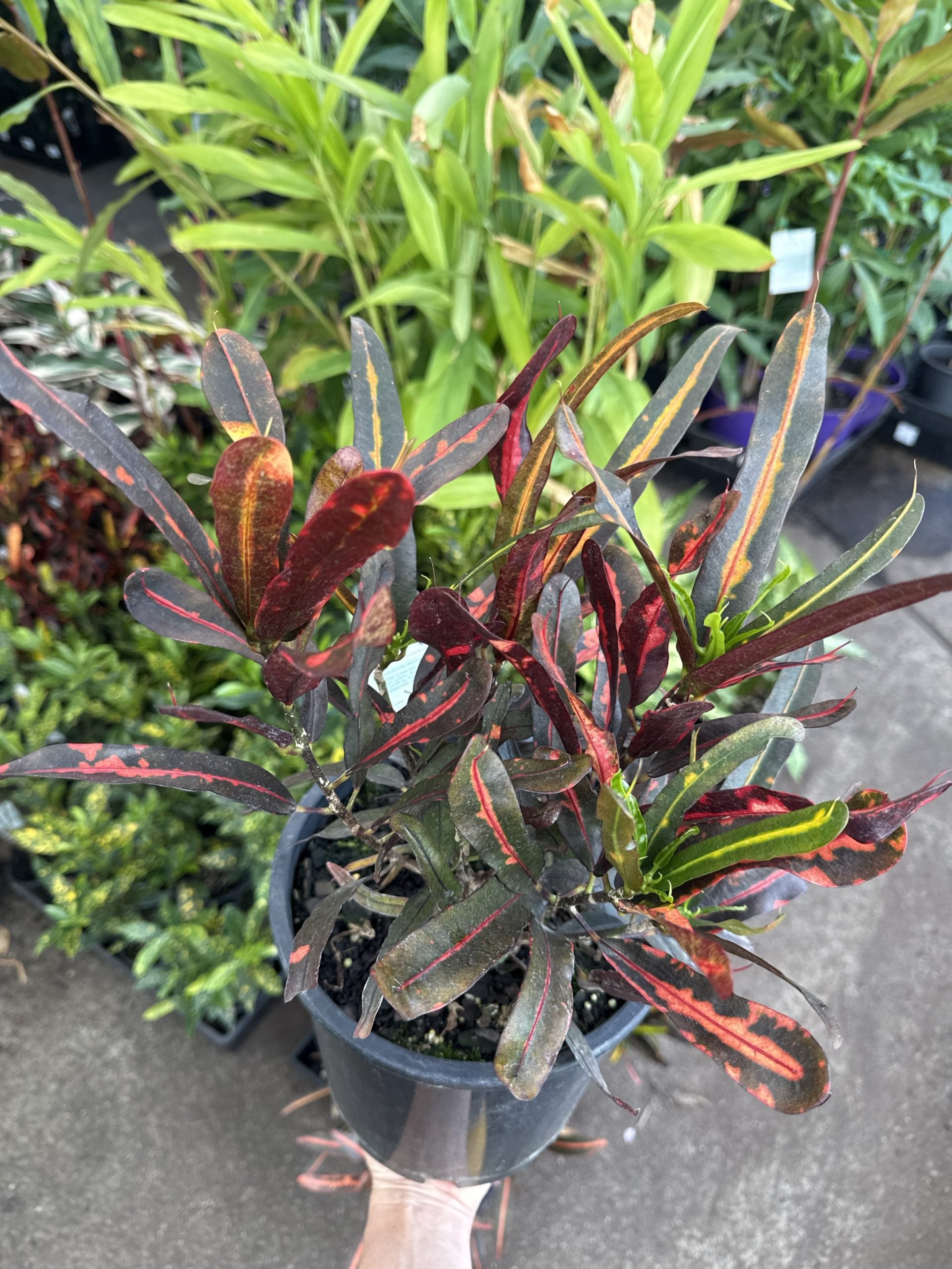 Croton 'Victoria Gold Bell'