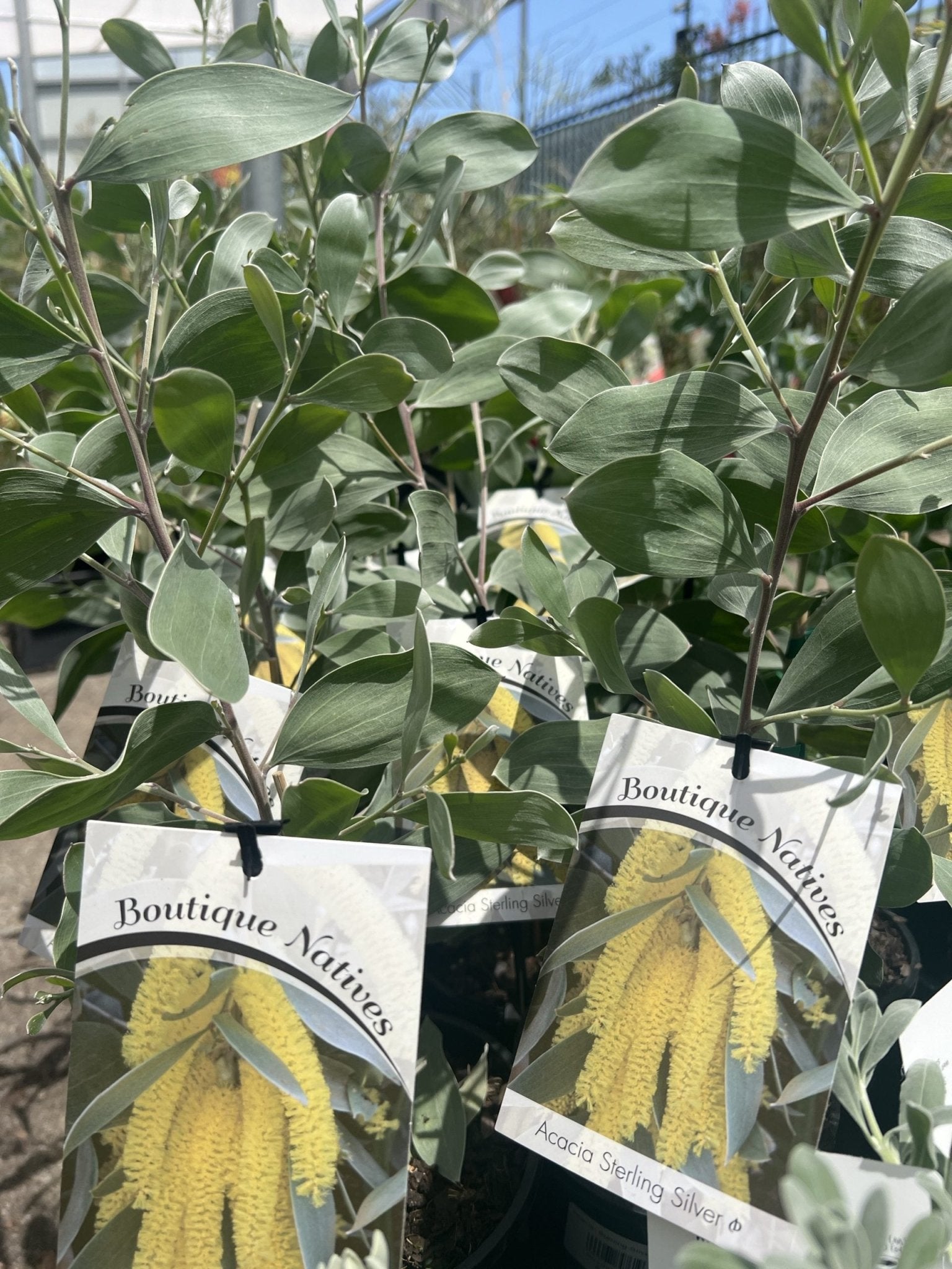 Sterling Silver Wattle (Acacia binervia) - Ladybird Nursery