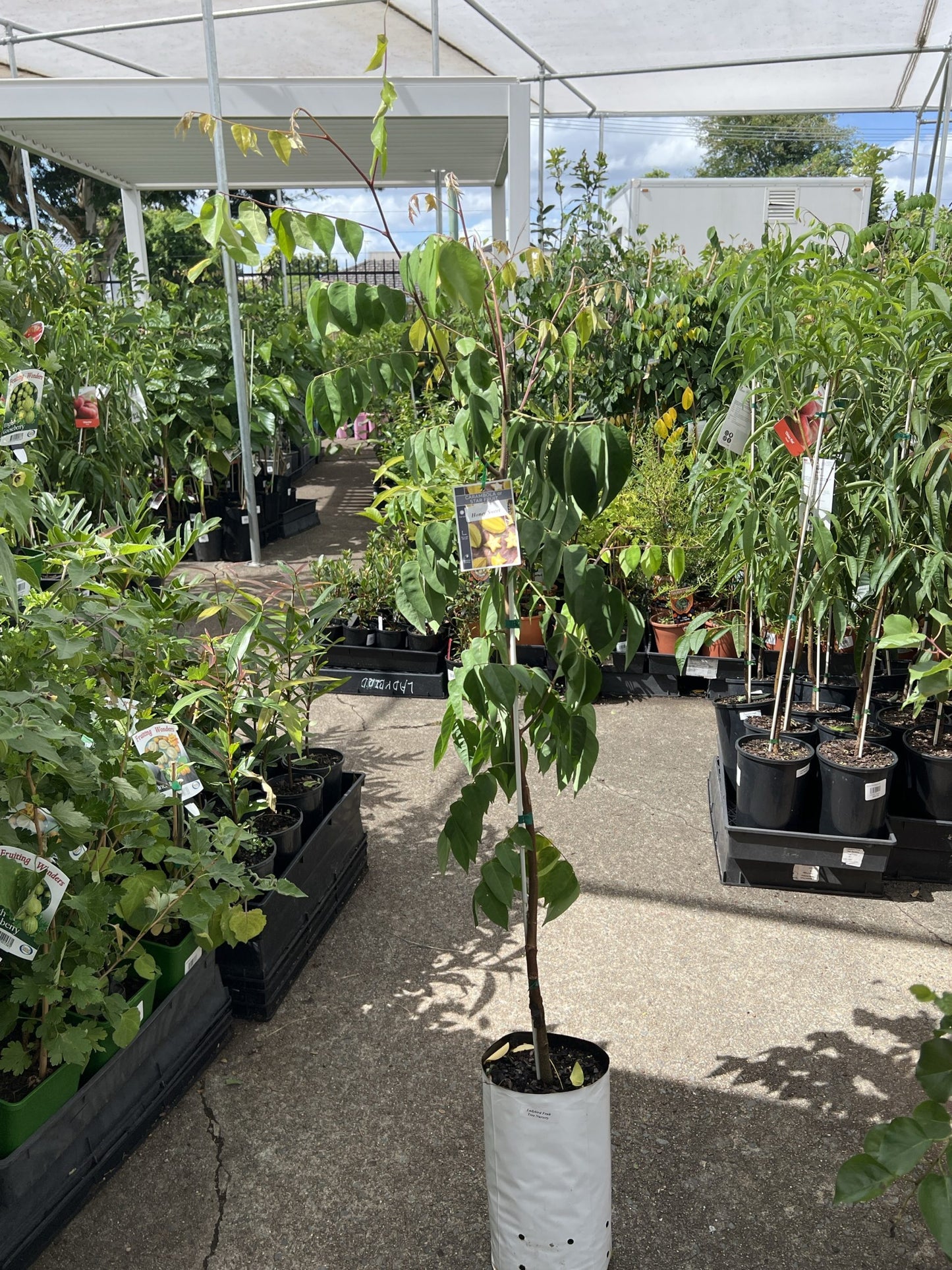 Carambola Honey Sweet (Star Fruit) Tree--Grafted