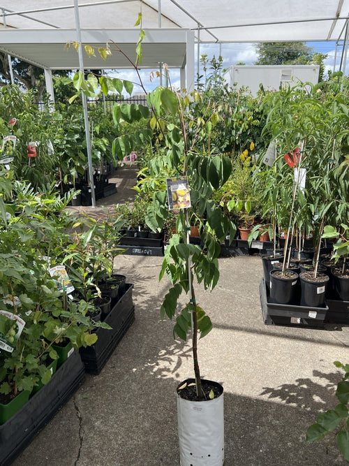 Carambola Honey Sweet (Star Fruit) Tree - Grafted - Ladybird Nursery