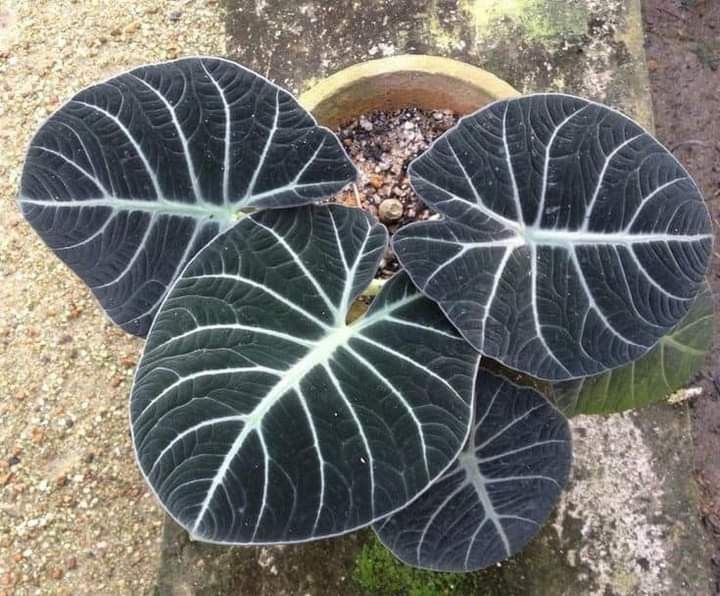 Black Velvet Elephant Ear (Alocasia Black)