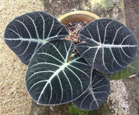 Black Velvet Elephant Ear (Alocasia Black)