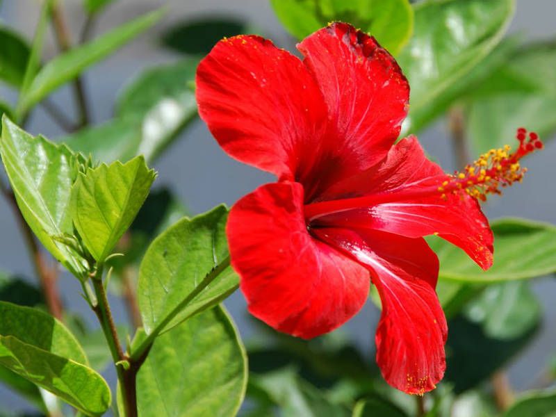 Chinese Hibiscus Madang (Hibiscus rosa-sinensis)