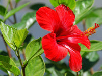 Chinese Hibiscus Madang (Hibiscus rosa-sinensis)