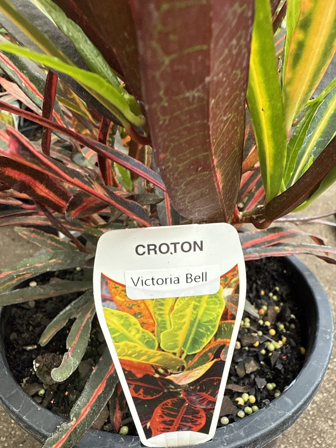 Croton 'Victoria Gold Bell' - Ladybird Nursery