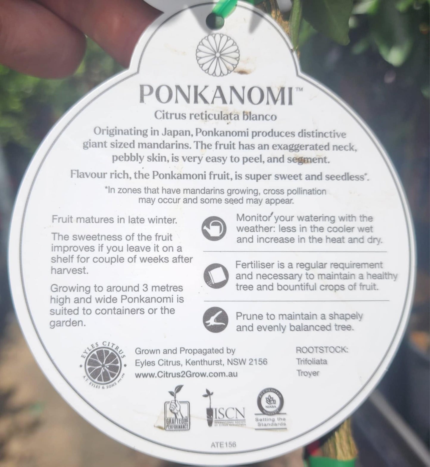 Ponkanomi GIANT Seedless Mandarin (QLD Only)