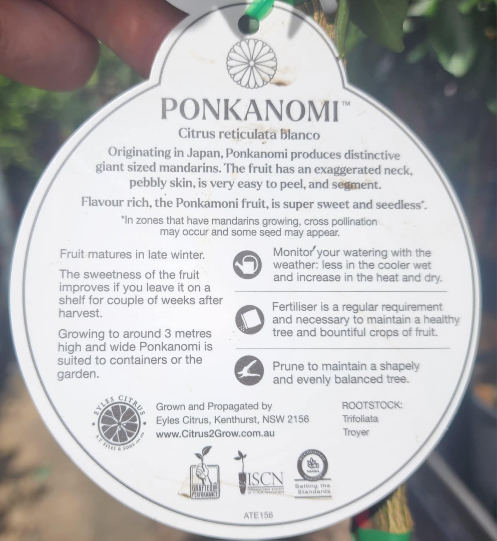 Ponkanomi GIANT Seedless Mandarin (QLD Only)