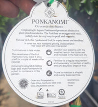 Ponkanomi GIANT Seedless Mandarin (QLD Only)