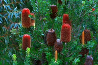 Red Cut-leaf Banksia Form (Banksia praemorsa)