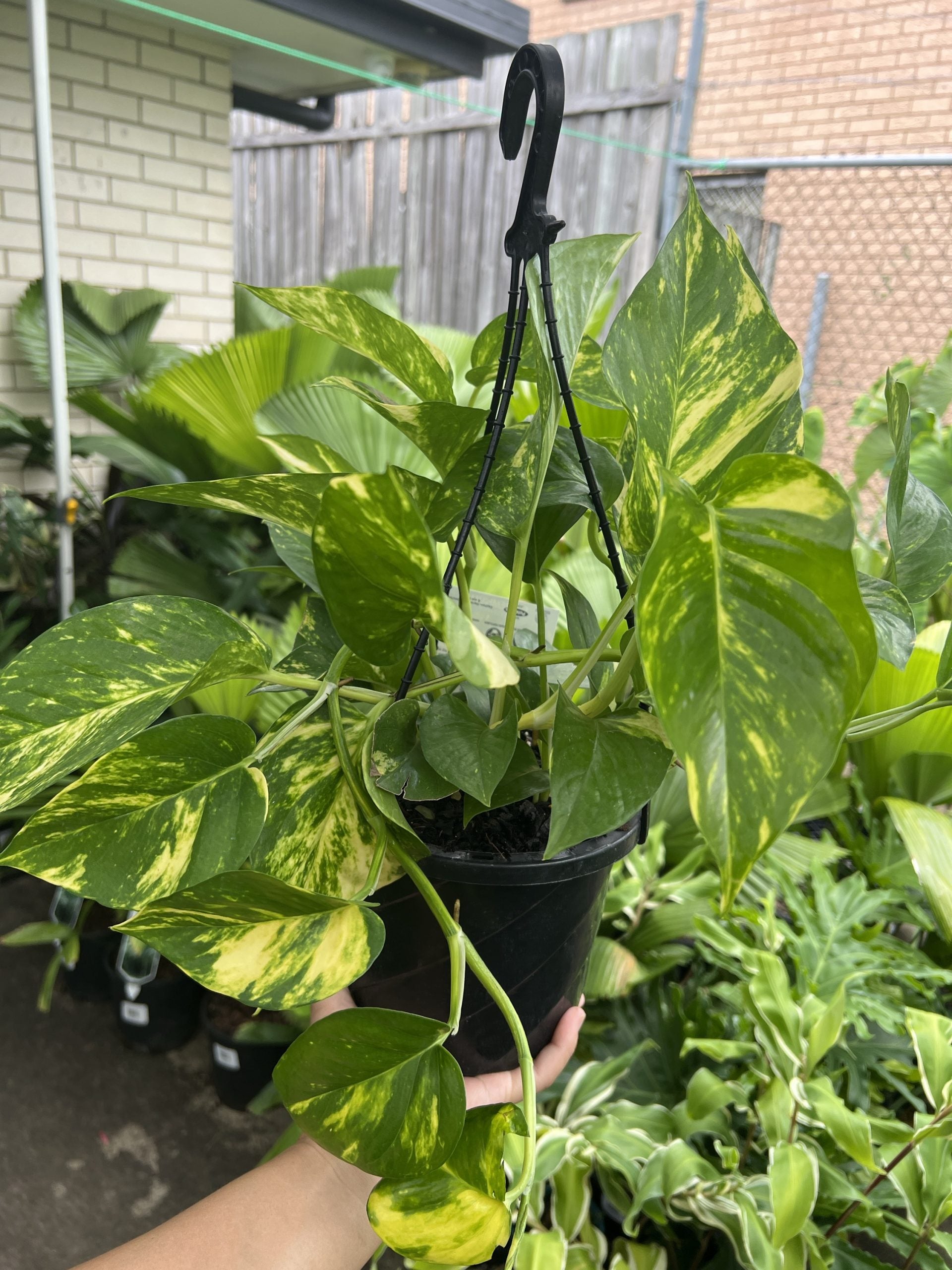 Pothos Devils Ivy 'Green and Yellow' (Epipremnum aureum)