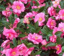 Sasanqua Camellia Jane Morgan (Camellia sasanqua)