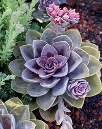 Hens and Chicks Prince (Echeveria Violet)