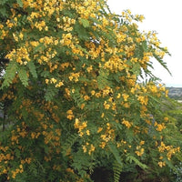 Tipu Tree (Tipuana tipu) - Ladybird Nursery