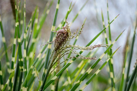 Zebra Grass Zebrinus (Miscanthus sinensis) - Ladybird Nursery