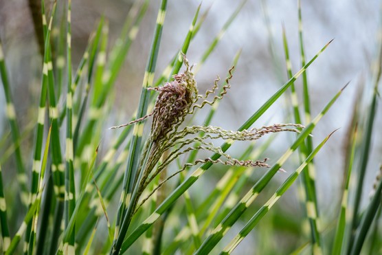 Zebra Grass Zebrinus (Miscanthus sinensis)