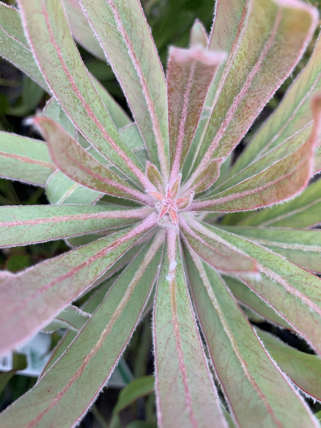 Protea Polar Blush 200mm - Ladybird Nursery