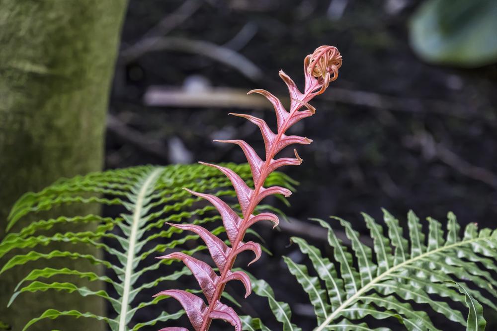 Red Dwarf Tree Fern Form (Blechnum brasiliense)