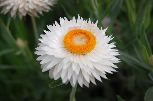 Strawflower Diamond Head (Xerochrysum bracteatum)
