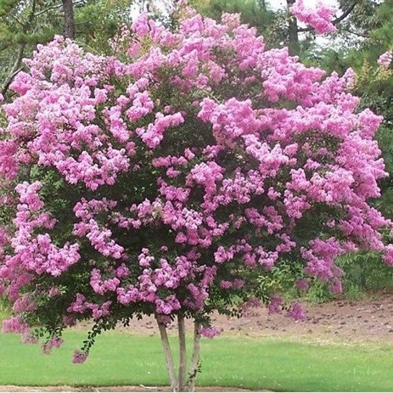 Queens Crepe Myrtle (Lagerstroemia speciosa) - Ladybird Nursery