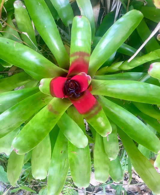 Bromeliad (Neoregelia compacta)