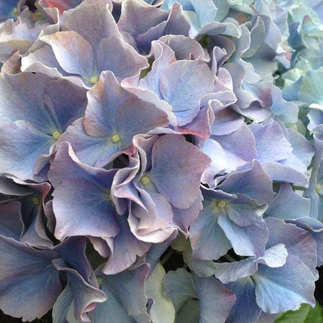 Bigleaf Hydrangea Setsuka - yea (Hydrangea macrophylla)