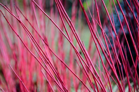 Red Stem Dogwood sibirica (Cornus alba) - Ladybird Nursery