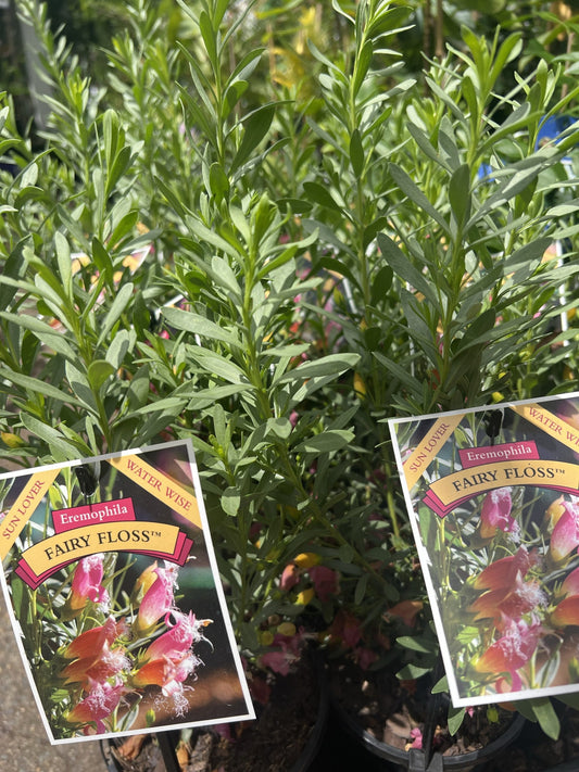 Fairy Floss (Eremophila)