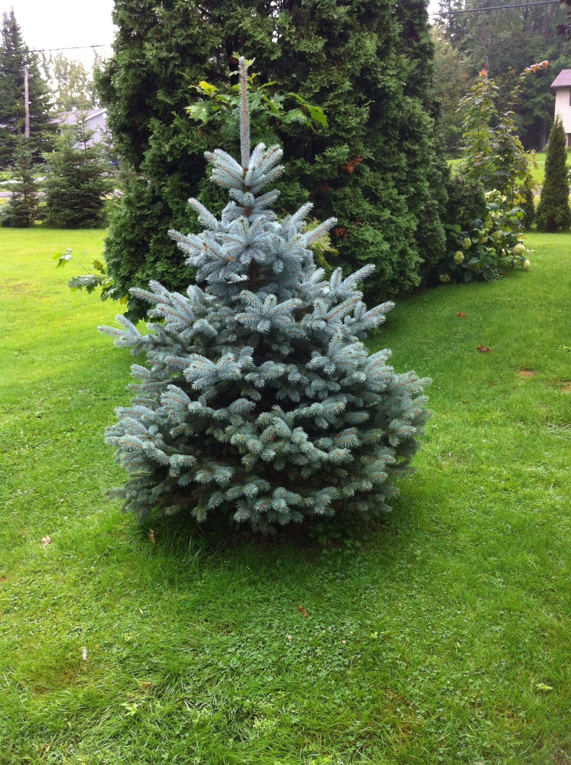 Blue Spruce Star (Picea pungens)