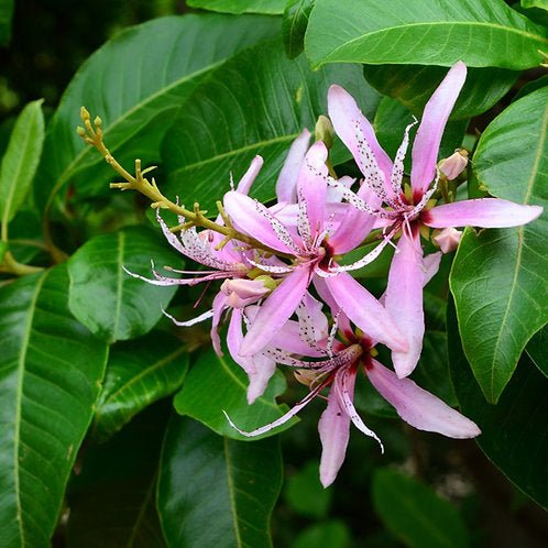 Cape Chestnut (Calodendron capense) - Ladybird Nursery