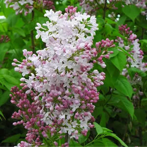 Wolf's Lilac (Syringa wolfii)