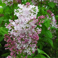 Wolf's Lilac (Syringa wolfii)