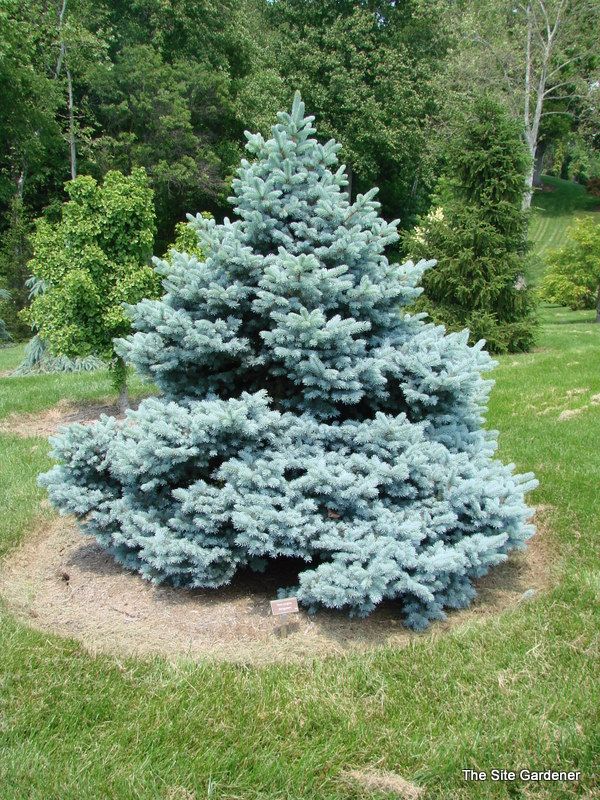 Blue Spruce Star (Picea pungens)