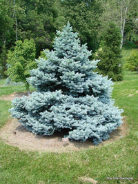 Blue Spruce Star (Picea pungens)